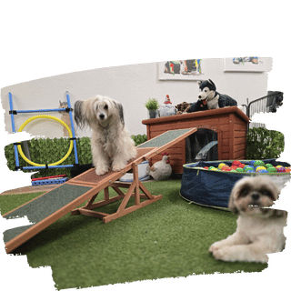 Hunde im Indoor-Bereich